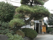 [BBI-187] M男専用温泉旅館-持续用淫语和技巧责备的痴女-桜木凛【破解】 - 1of5